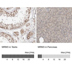 RNMTL1 Antibody, Novus Biologicals:Antibodies:Primary Antibodies