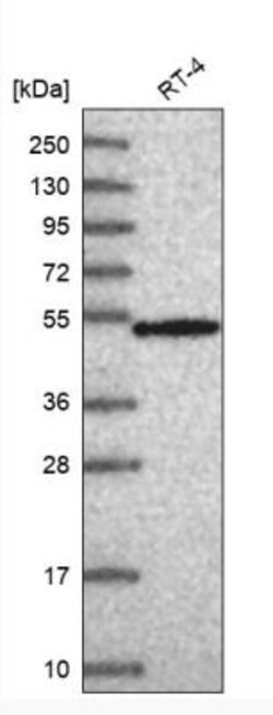 RNPS1 Antibody, Novus Biologicals 25 &mu;L, Unconjugated:Antibodies, Polyclonal