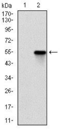 ROCK1 Antibody (1H4) - BSA Free, Novus Biologicals 0.025 mL, Unlabeled:Antibodies,