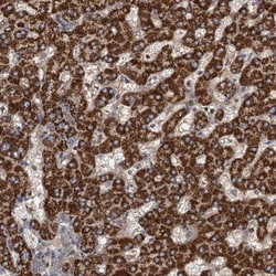 ROGDI Antibody, Novus Biologicals:Antibodies:Primary Antibodies