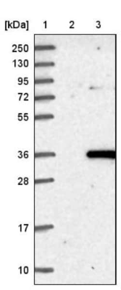 ROGDI Antibody, Novus Biologicals:Antibodies:Primary Antibodies