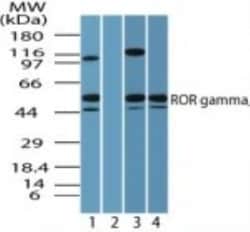 ROR gamma/RORC/NR1F3 Antibody - BSA Free, Novus Biologicals:Antibodies:Primary