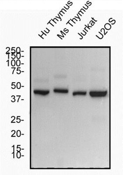 ROR gamma/RORC/NR1F3 Antibody - BSA Free, Novus Biologicals:Antibodies:Primary