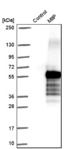 RP5-1077B9.4 Antibody, Novus Biologicals:Antibodies:Primary Antibodies