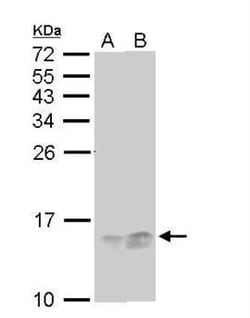RPA14 Antibody (11.1), Novus Biologicals 0.1mg; Unlabeled:Antibodies, Monoclonal