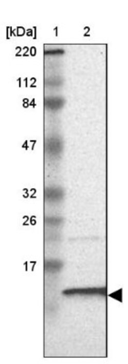 RPA14 Antibody, Novus Biologicals:Antibodies:Primary Antibodies