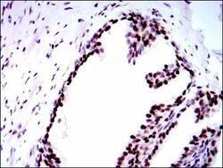 RPA70 Antibody (4C4) - BSA Free, Novus Biologicals:Antibodies:Primary Antibodies