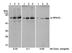 RPA70 Antibody, Novus Biologicals 0.1mg; Unlabeled:Antibodies, Polyclonal