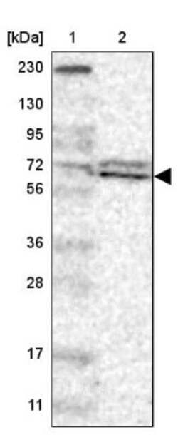 RPA70 Antibody, Novus Biologicals:Antibodies:Primary Antibodies