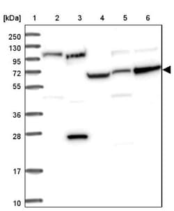 RPAP2 Antibody, Novus Biologicals:Antibodies:Primary Antibodies