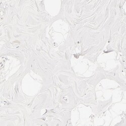 RPGR Antibody, Novus Biologicals 0.1mL; Unlabeled:Antibodies, Polyclonal