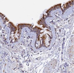 RPGRIP1L Antibody, Novus Biologicals:Antibodies:Primary Antibodies