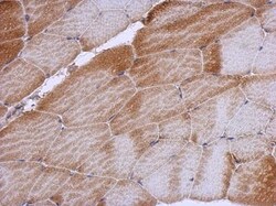 RPL12 Antibody, Novus Biologicals 0.1mL; Unlabeled:Antibodies, Polyclonal