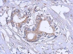 RPL12 Antibody, Novus Biologicals 0.1mL; Unlabeled:Antibodies, Polyclonal