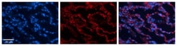 RPL13 Antibody, Novus Biologicals 0.05mg; Unlabeled:Antibodies, Polyclonal