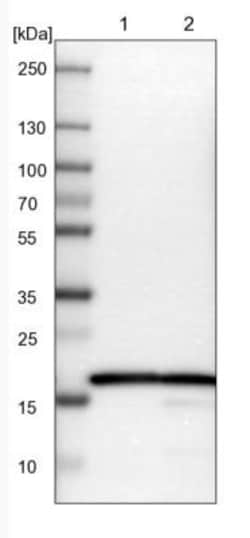 RPL27 Antibody, Novus Biologicals 0.1mL; Unlabeled:Antibodies, Polyclonal