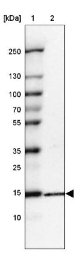 RPL34 Antibody, Novus Biologicals 25ul | Buy Online | Novus Biologicals | Fisher Scientific