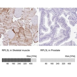 RPL3L Antibody, Novus Biologicals 0.1mL; Unlabeled:Antibodies, Polyclonal