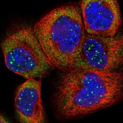 RPL4 Antibody, Novus Biologicals:Antibodies:Primary Antibodies