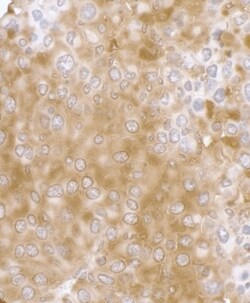RPL7 Antibody, Novus Biologicals 0.1mL; Unlabeled:Antibodies, Polyclonal