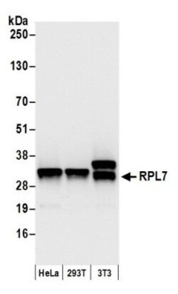RPL7 Antibody, Novus Biologicals 0.1mL; Unlabeled:Antibodies, Polyclonal