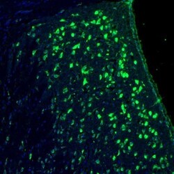 RPL9 Antibody, Novus Biologicals 0.1mL; Unlabeled:Antibodies, Polyclonal