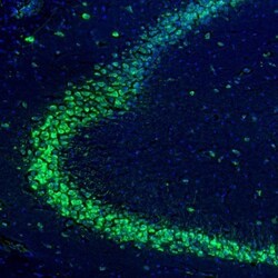 RPL9 Antibody, Novus Biologicals 0.1mL; Unlabeled:Antibodies, Polyclonal