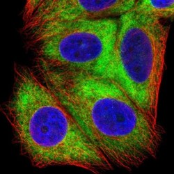 RPS16 Antibody, Novus Biologicals:Antibodies:Primary Antibodies
