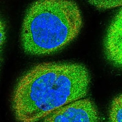 RPS19BP1 Antibody, Novus Biologicals 0.1mL; Unlabeled:Antibodies, Polyclonal