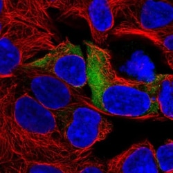 RPS3A Antibody, Novus Biologicals:Antibodies:Primary Antibodies