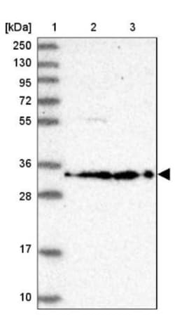 RPS3A Antibody, Novus Biologicals:Antibodies:Primary Antibodies