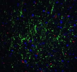 RPSA Antibody - BSA Free, Novus Biologicals 0.1mg; Unlabeled:Antibodies,