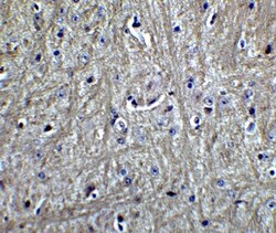 RPSA Antibody - BSA Free, Novus Biologicals 0.1mg; Unlabeled:Antibodies,
