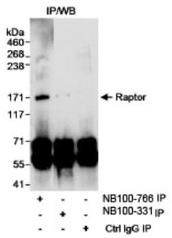RPTOR Antibody, Novus Biologicals 0.1mg; Unlabeled:Antibodies, Polyclonal