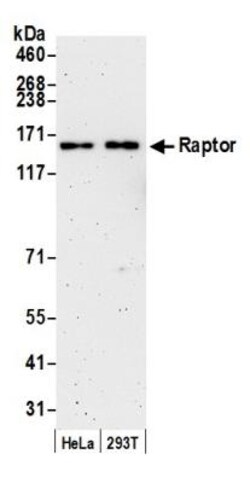 RPTOR Antibody, Novus Biologicals 0.1mg; Unlabeled:Antibodies, Polyclonal