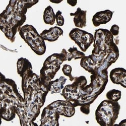 RRBP1 Antibody, Novus Biologicals 0.1mL; Unlabeled:Antibodies, Polyclonal