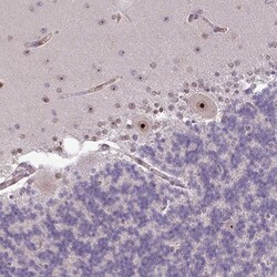 RRN3 Antibody, Novus Biologicals 0.1mL; Unlabeled:Antibodies, Polyclonal