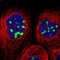 RRP1B Antibody, Novus Biologicals 0.1mL; Unlabeled:Antibodies, Polyclonal