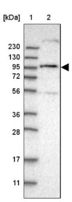 RSBN1L Antibody, Novus Biologicals:Antibodies:Primary Antibodies