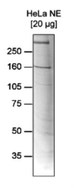 RSF1 Antibody (C.15200041), Novus Biologicals 50&mu;g; Unlabeled:Antibodies,