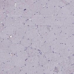 RSHL1 Antibody, Novus Biologicals 25 &mu;L, Unconjugated:Antibodies, Polyclonal