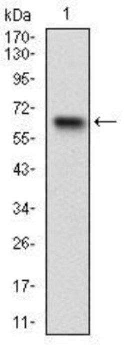 RSK3 Antibody (3C4C8) - BSA Free, Novus Biologicals 0.1 mg | Buy Online | Novus Biologicals | Fisher Scientific