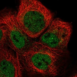 RSPH4A Antibody, Novus Biologicals:Antibodies:Primary Antibodies