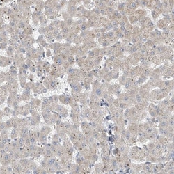 RSPH4A Antibody, Novus Biologicals:Antibodies:Primary Antibodies