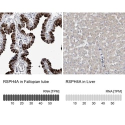 RSPH4A Antibody, Novus Biologicals:Antibodies:Primary Antibodies