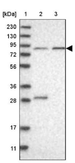 RSPH4A Antibody, Novus Biologicals:Antibodies:Primary Antibodies