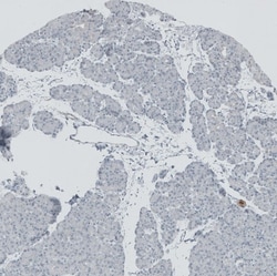 TEDC1 Antibody, Novus Biologicals:Antibodies:Primary Antibodies