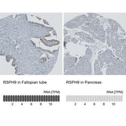TEDC1 Antibody, Novus Biologicals:Antibodies:Primary Antibodies