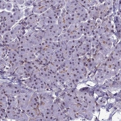 RSRC1 Antibody, Novus Biologicals:Antibodies:Primary Antibodies