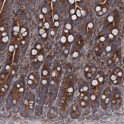 RUFY1 Antibody, Novus Biologicals 25 &mu;L; Unlabeled:Antibodies, Polyclonal